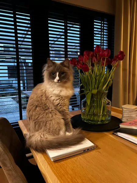 Ragdoll 4 jaar - afbeelding 1