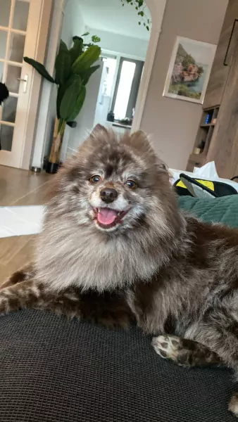 Prachtig lieve Koda zoekt gouden mand - afbeelding 2