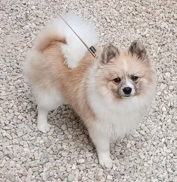 Keeshondje reutje gecastreerd van  9 maanden   . - afbeelding 2