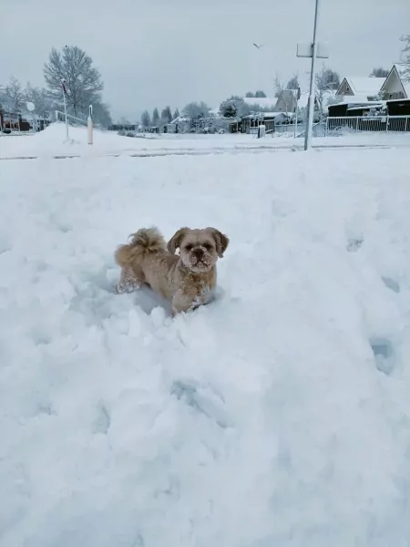 Goud Bruine Boomer 15 maand incl paspoort - afbeelding 4