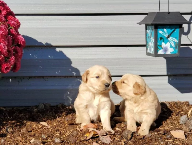 Golden Retriever Pups - Zorgvuldig gefokt met Stamboom. - afbeelding 2