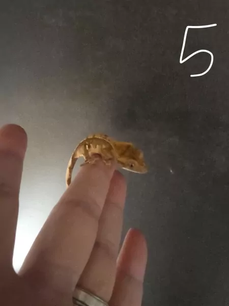 Wimper gecko - afbeelding 5