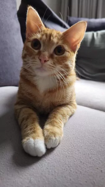 2 leuke katten te koop - afbeelding 3