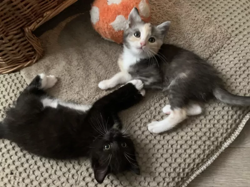Kittens - afbeelding 2