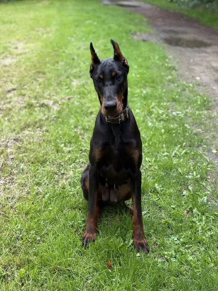Doberman - afbeelding 4