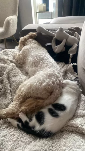 Maltipoo dekreu - afbeelding 3