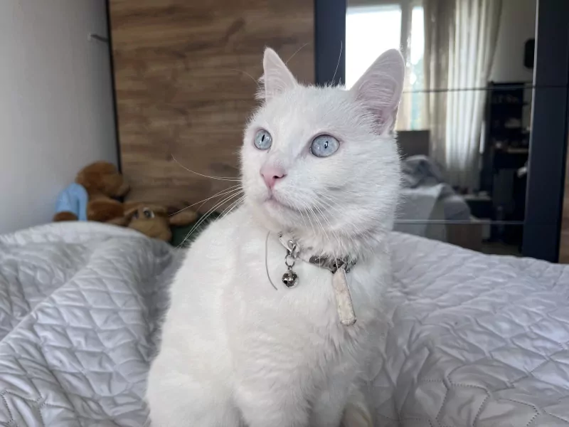 9 jarige kat te koop - afbeelding 1
