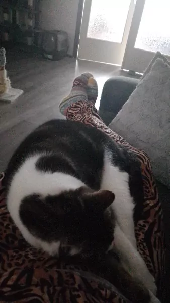 Lief poes tekoop - afbeelding 3