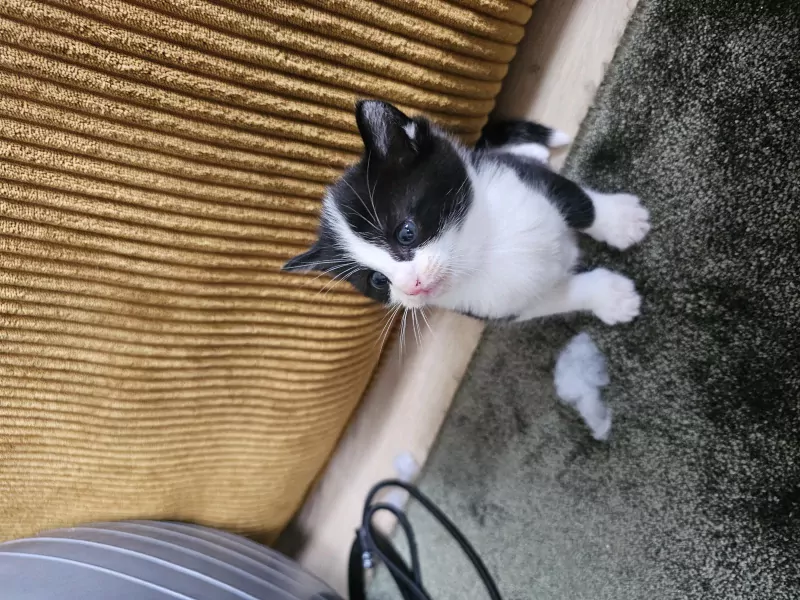 Tuxedo kittens - afbeelding 4