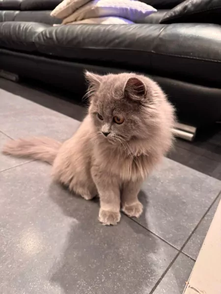 Brits langhaar - afbeelding 1