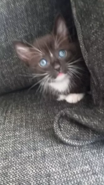 2 mooie kittens katertjes - afbeelding 3