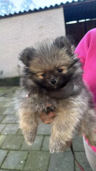 Pomeriaan pup van 9 weekjes zoekt forever home - afbeelding 3