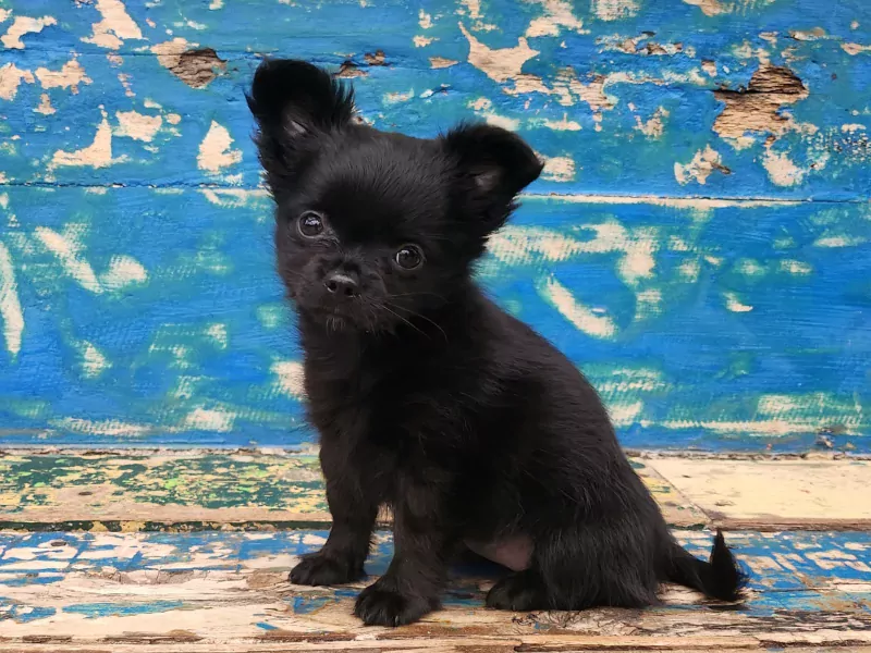 Chihuahua - afbeelding 4