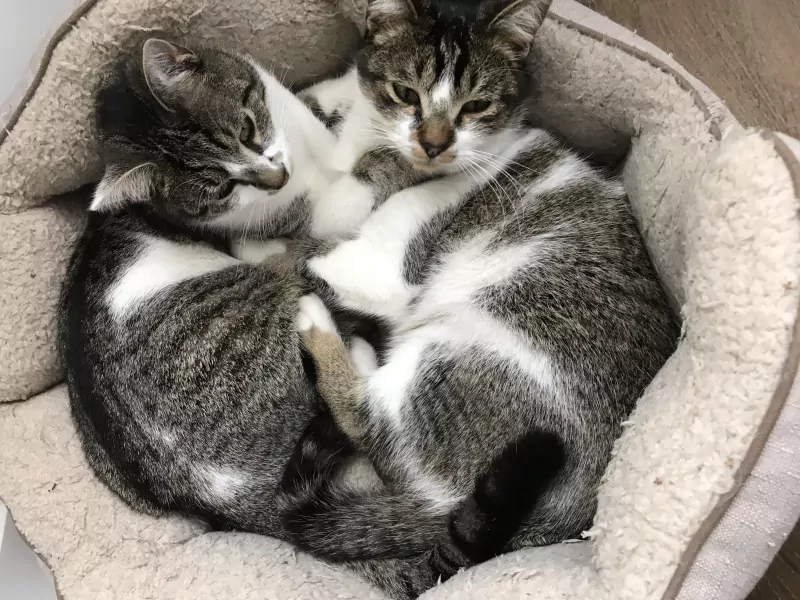 2 broertjes die graag buiten maar ook binnen  zijn - afbeelding 5