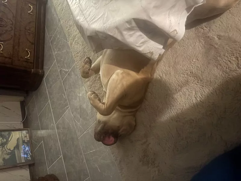 American bully - afbeelding 5