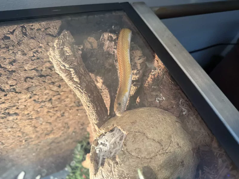 Rattenslang - 3,5 jaar oud gratis met terrarium - afbeelding 3