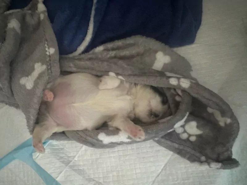 Ben opzoek naar een warm huisje voor Coco! - afbeelding 2