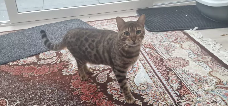 Bengaalse kat - afbeelding 2