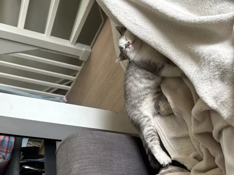Kitten - 12 weken (alles mag mee) - afbeelding 6