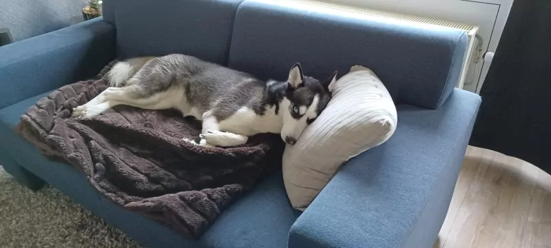 Husky zoekt een nieuwe plek. - afbeelding 6