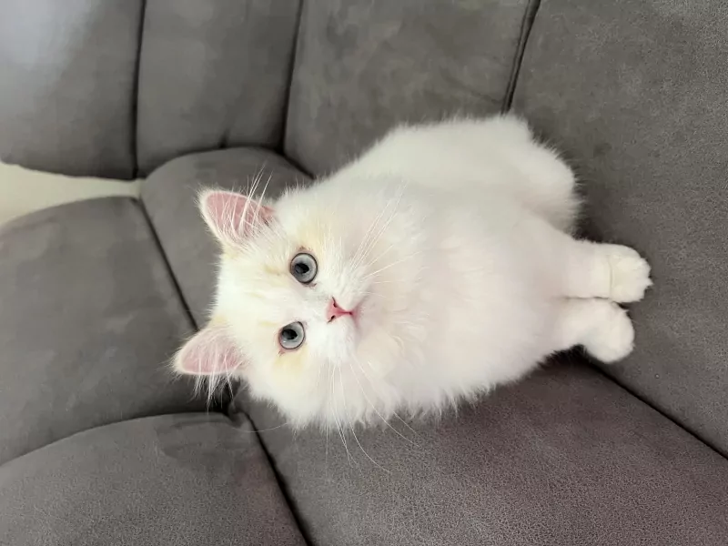 Speels Selkirk Rex katertje zoekt liefdevol thuis - afbeelding 3