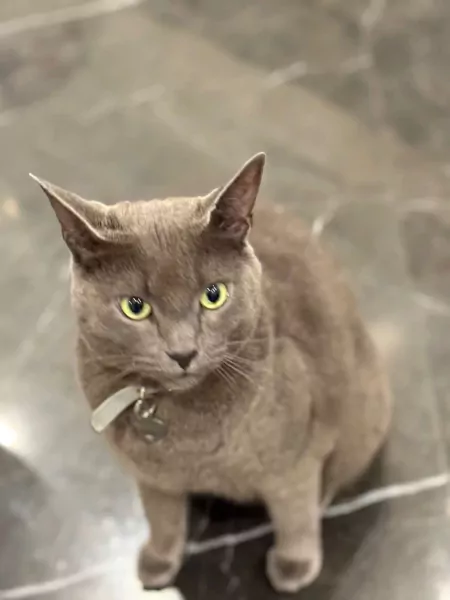 Blauwe Rus - afbeelding 4