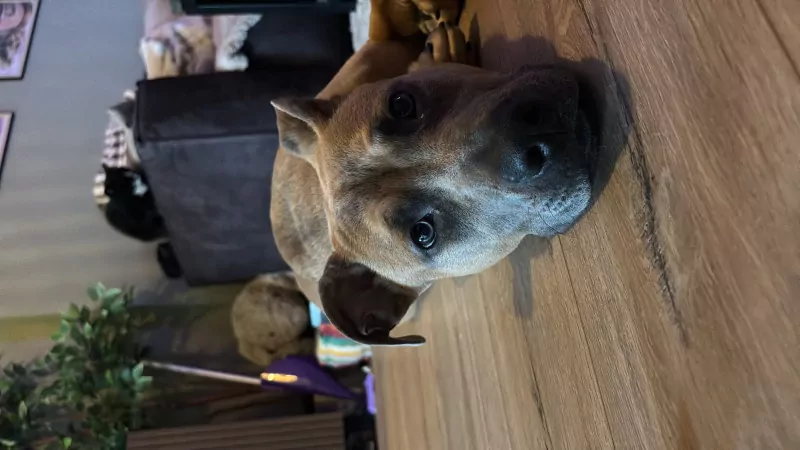 Koda zoekt een liefdevol  thuis! - afbeelding 3