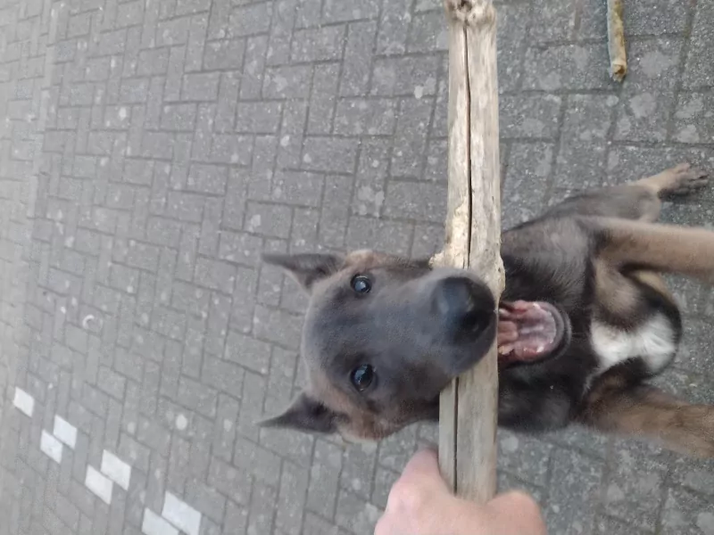 Mechelse Herder pup van 14 weken. Teefje - afbeelding 5