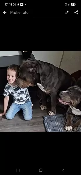 American Bully XL - afbeelding 6