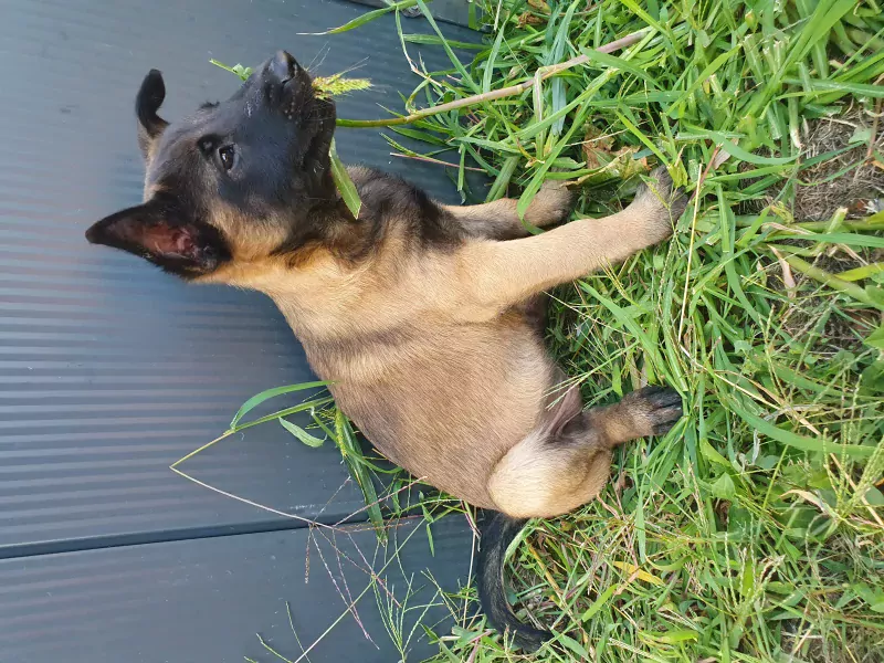 Mechelse Herder pup te koop - afbeelding 2