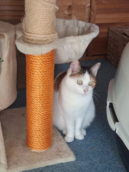 europese kortharige poes - afbeelding 4