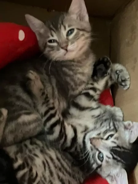 Twee lieve Bengaalse kittens - afbeelding 2