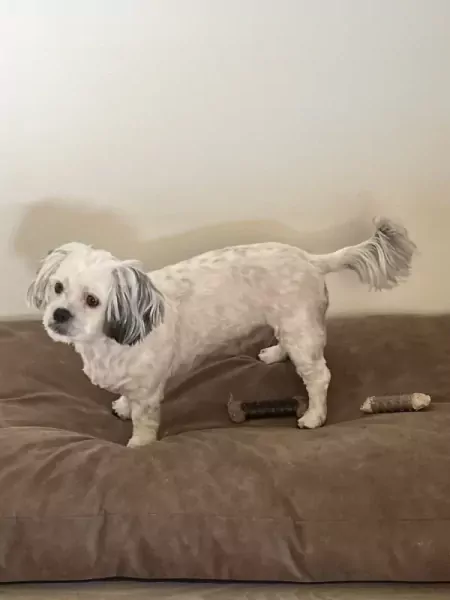 Chica en Perra zijn zusjes en 2 jaar oud - afbeelding 3