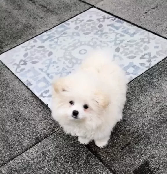 Pomeriaan 4 maanden reu zoekt nieuwe baas - afbeelding 4