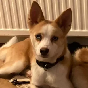 Sabine van der Gaast