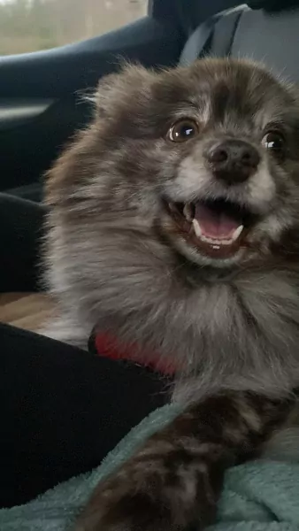 Prachtig lieve Koda zoekt gouden mand - afbeelding 3