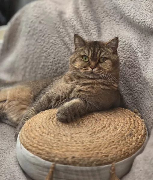 Bijzonder duo: Britse Korthaar Black Golden Tabby - afbeelding 2