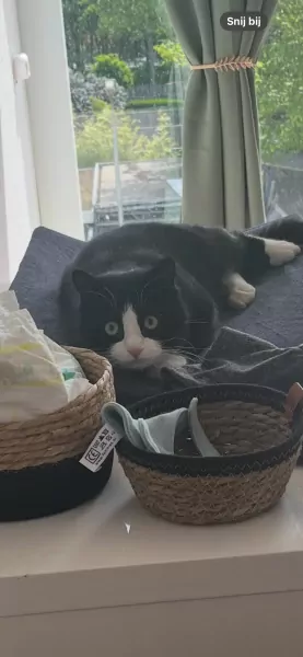 2 katers - afbeelding 1