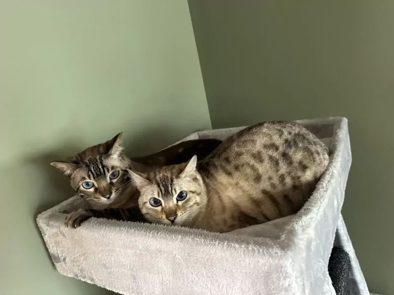 Bengaalse katten: broer en zus - afbeelding 1 Bengaalse katten: broer en zus - afbeelding 1