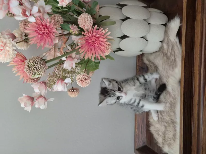 Super schattige kittens - afbeelding 4
