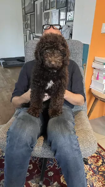 Labradoodle pup te koop - afbeelding 1