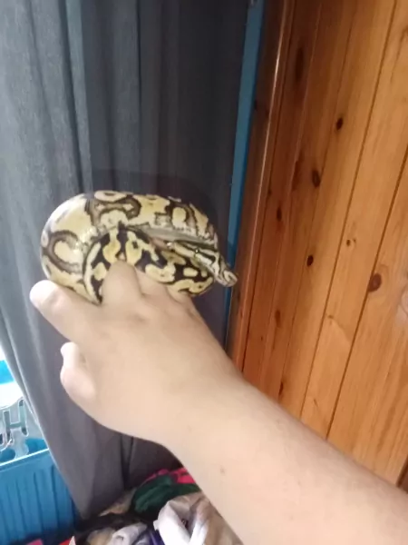 Bal Phyton - afbeelding 2