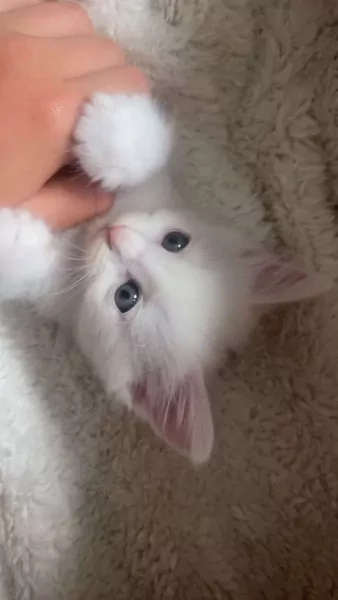4 kater kittens ragdoll x britse korthaar - afbeelding 4