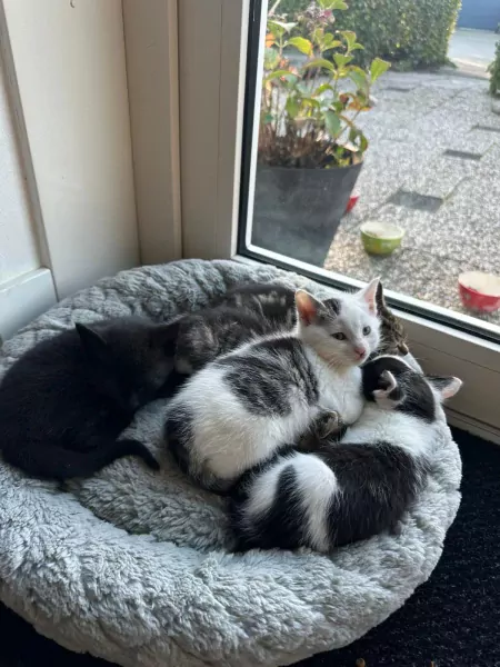 Lieve en ondernemende kittens zoeken hun nieuwe thuis - afbeelding 2