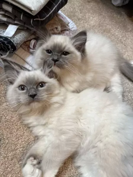 Ragdoll broertjes aangeboden - afbeelding 4