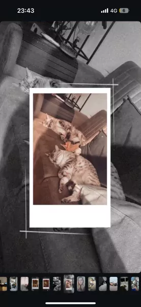 Bengaalse katten: broer en zus - afbeelding 4 Bengaalse katten: broer en zus - afbeelding 4