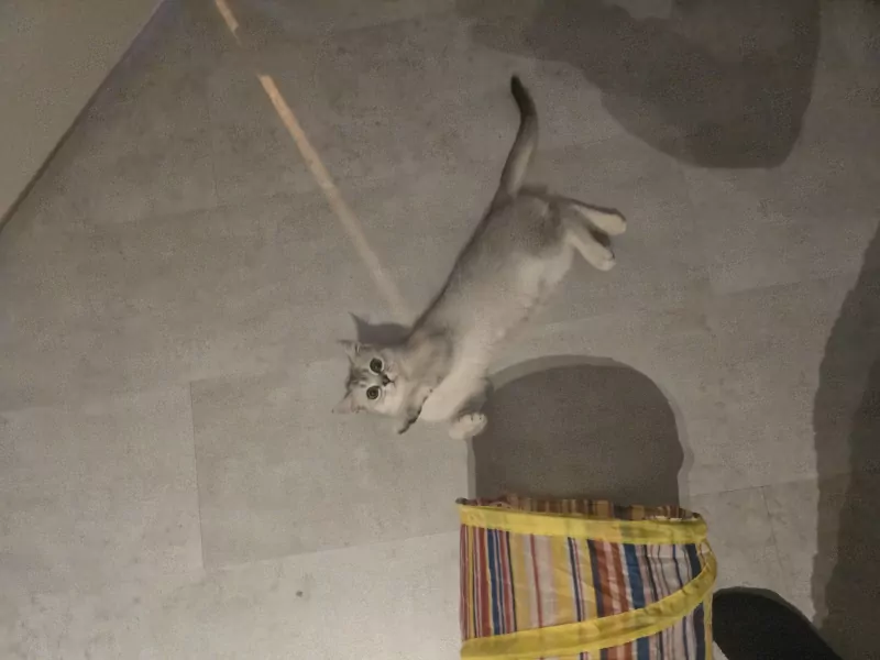 Luna 5 maanden poesje vader Brits korthaar - afbeelding 4