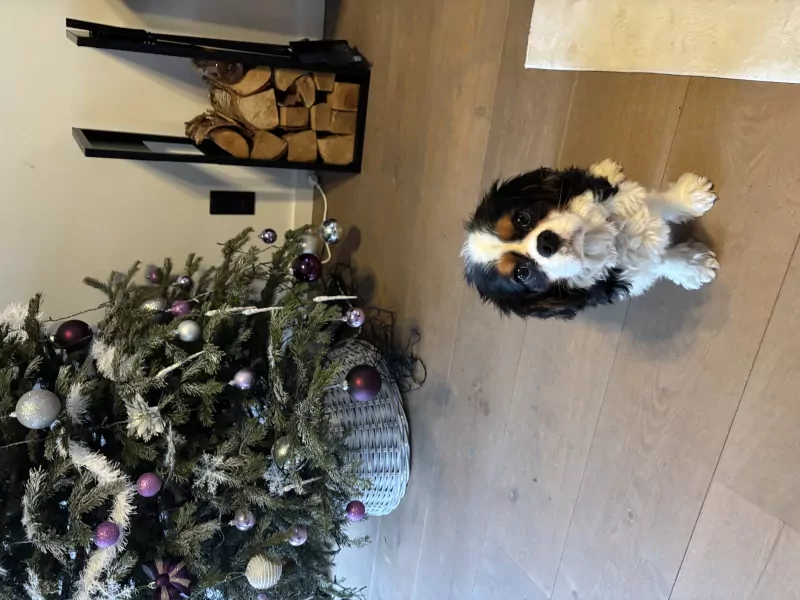 Lieve Bruno heeft een nieuw thuis nodig - afbeelding 1