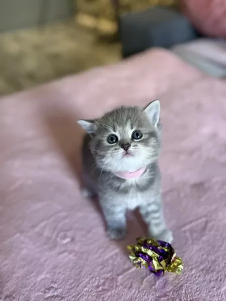 Britse korthaar kittens - afbeelding 1