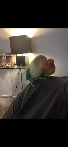 Agapornis koppel 5 jaar - afbeelding 2